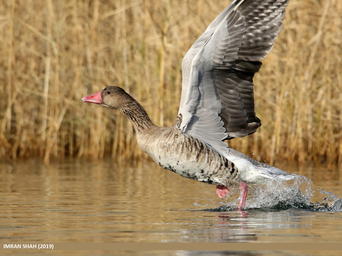 Greylag Goose