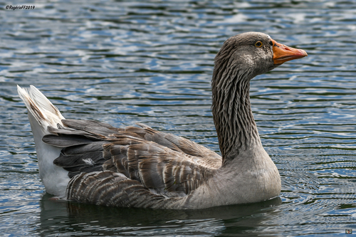 Greylag Goose