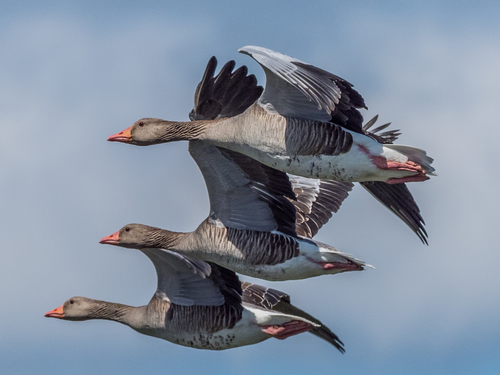 Greylag Goose