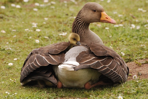 Greylag Goose