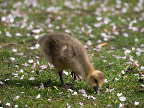 Greylag Goose