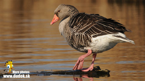 Greylag Goose