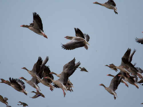Greylag Goose