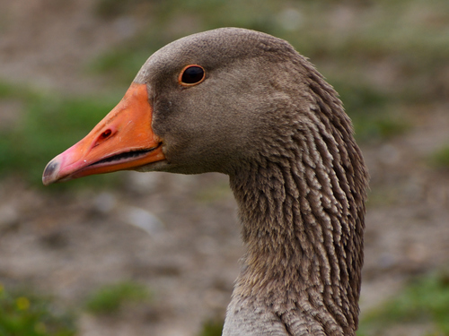 Greylag Goose