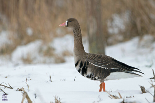 Greater White-fronted Goose