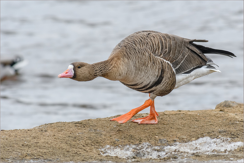 Greater White-fronted Goose