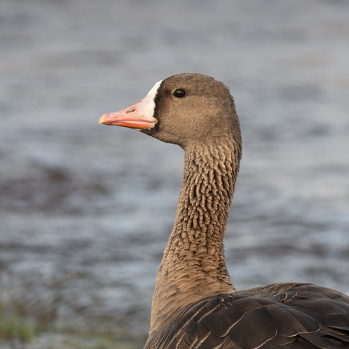 Greater White-fronted Goose