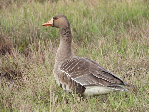 Greater White-fronted Goose