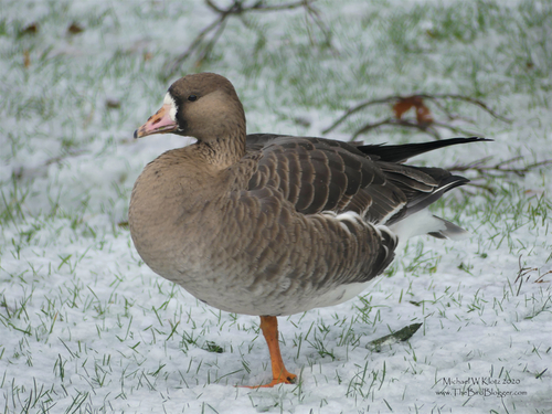 Greater White-fronted Goose