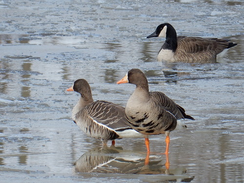 Greater White-fronted Goose