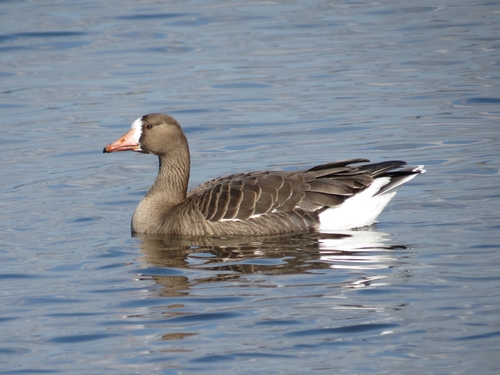 Greater White-fronted Goose
