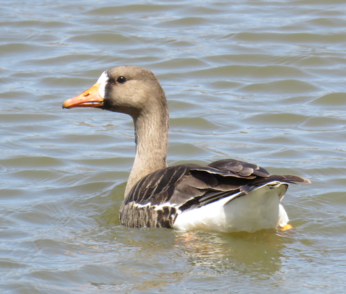 Greater White-fronted Goose