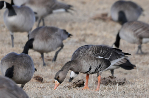 Greater White-fronted Goose