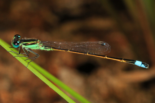 Rambur's Forktail