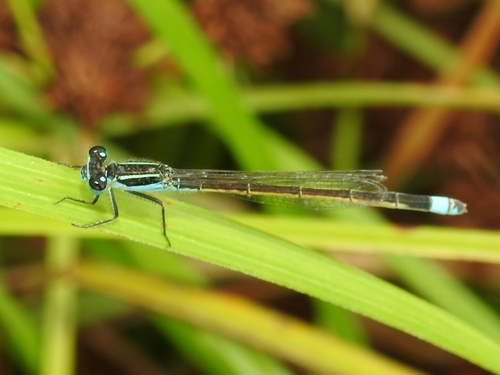 Rambur's Forktail