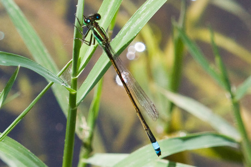 Rambur's Forktail