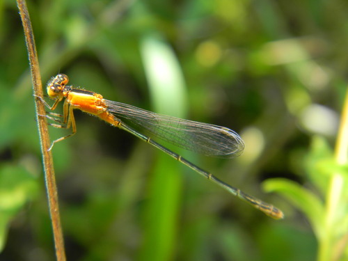 Rambur's Forktail