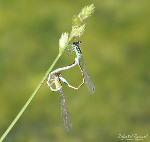 Rambur's Forktail