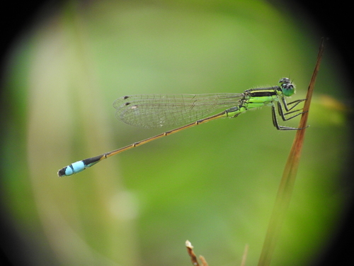 Rambur's Forktail