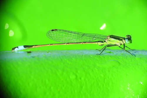 Rambur's Forktail