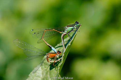 Rambur's Forktail