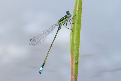 Rambur's Forktail