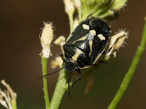 Cabbage Bug