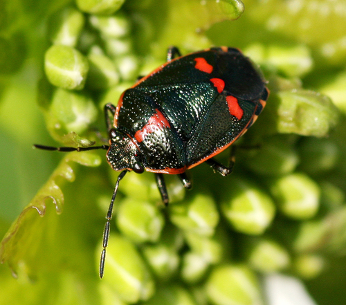 Cabbage Bug