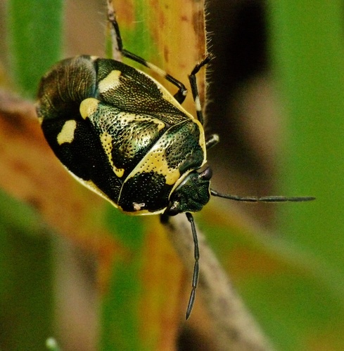 Cabbage Bug