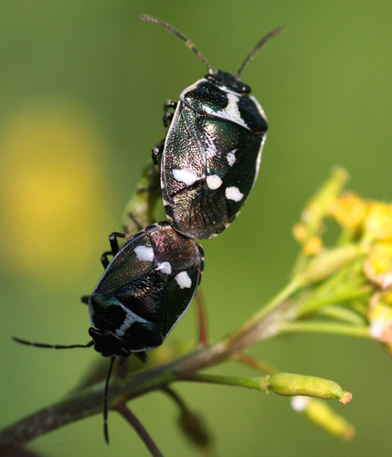 Cabbage Bug