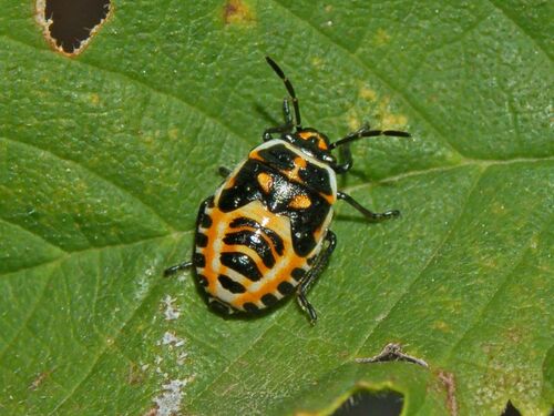 Cabbage Bug