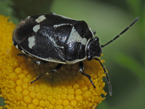 Cabbage Bug