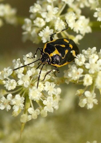 Cabbage Bug