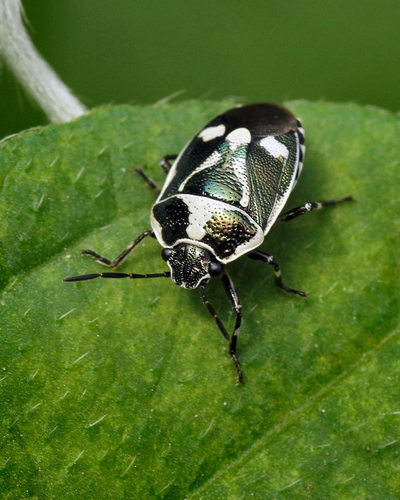 Cabbage Bug