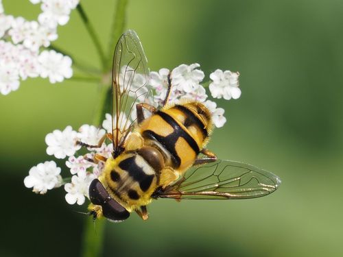 Yellow-haired Sun Fly