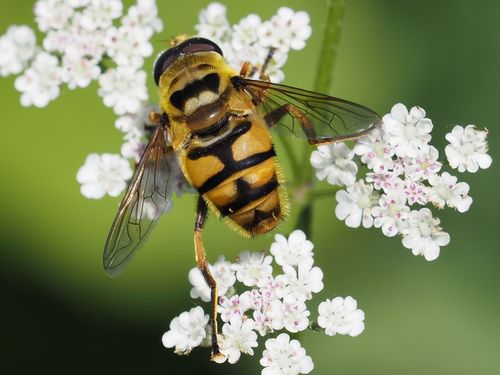 Yellow-haired Sun Fly