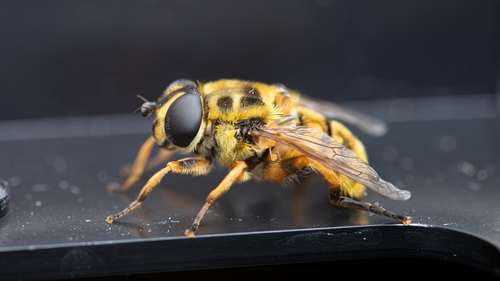 Yellow-haired Sun Fly