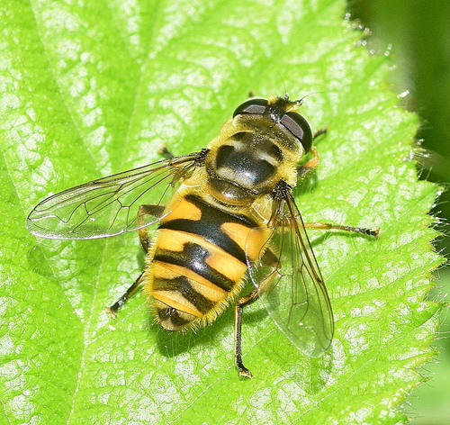 Yellow-haired Sun Fly