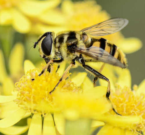 Yellow-haired Sun Fly