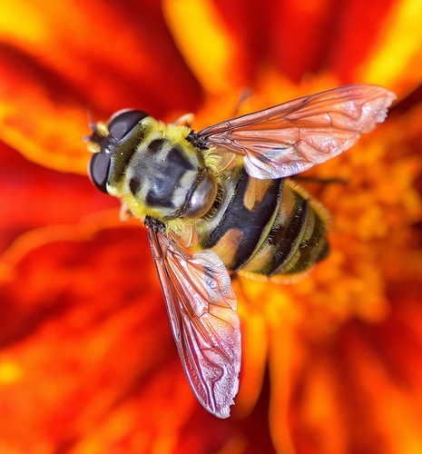 Yellow-haired Sun Fly