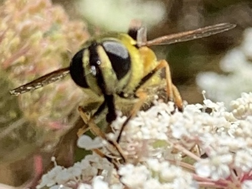 Yellow-haired Sun Fly