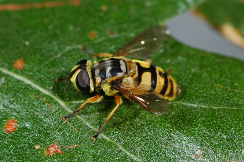 Yellow-haired Sun Fly