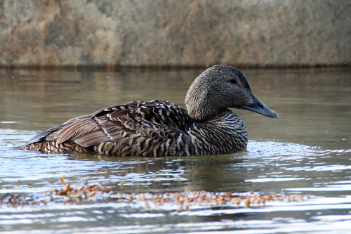 Common Eider