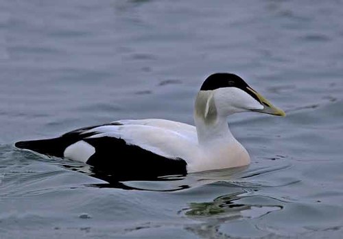 Common Eider
