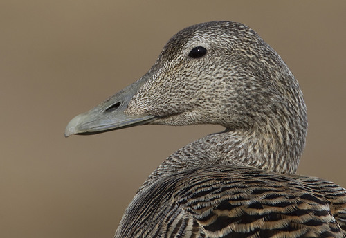 Common Eider