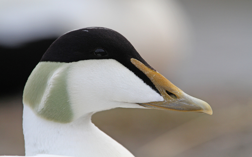 Common Eider