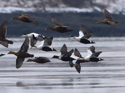 Common Eider