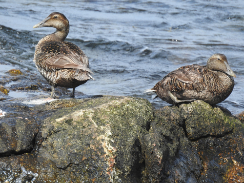 Common Eider