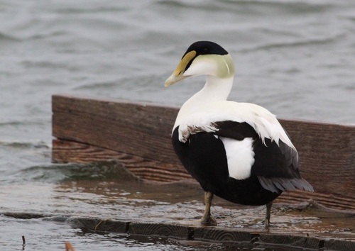 Common Eider