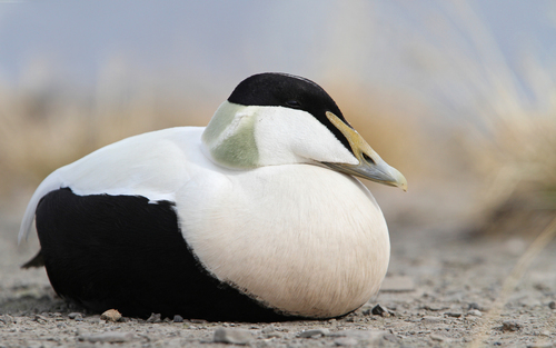 Common Eider